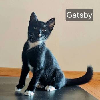 Gatsby -  Domestic Short Hair Cat for Adoption in Rochester, Minnesota - Gatsby | PetCurious