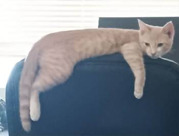 Rescue Domestic Short Hair Cats for Adoption in Moses Lake, Washington - Bjorn | PetCurious