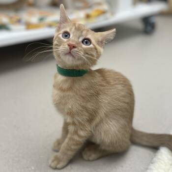 Corndog -  Domestic Short Hair Cat for Adoption in Champaign, Illinois - Corndog | PetCurious