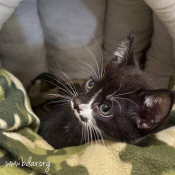 Vader -  Domestic Short Hair Cat for Adoption in Cheyenne, Wyoming - Vader | PetCurious