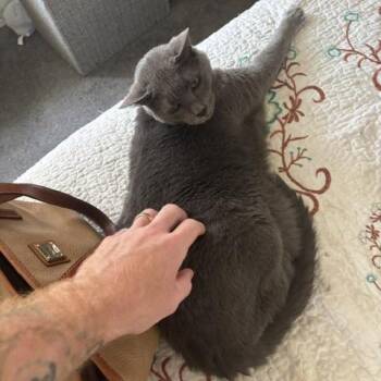 Hammy & Jasmine (+ Theo?) -  Domestic Short Hair Cat for Adoption in Philadelphia, Pennsylvania - Hammy & Jasmine (+ Theo?) | PetCurious