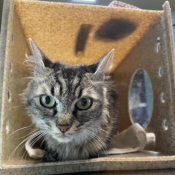 Beauty -  Domestic Medium Hair Cat for Adoption in Pasadena, California - Beauty | PetCurious
