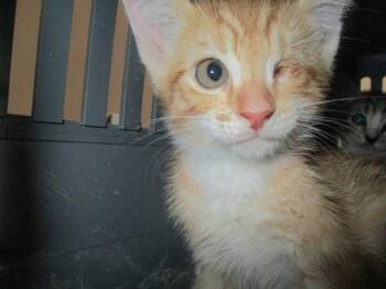 A387827 -  Domestic Short Hair Cat for Adoption in Ocala, Florida - A387827 | PetCurious