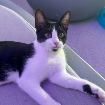 Lindblad -  Domestic Short Hair Cat for Adoption in Walnut Creek, California - Lindblad | PetCurious