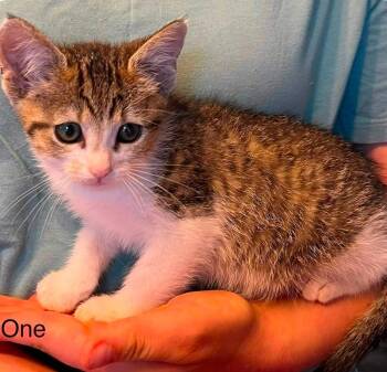 Domestic Short Hair Cats Available for Adoption in El Dorado, Arkansas - Holland | PetCurious