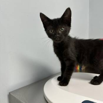 Doval -  Domestic Short Hair Cat for Adoption in Indianapolis, Indiana - Doval | PetCurious
