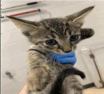 Mr Bigglesworth -  Domestic Short Hair Cat for Adoption in Ruskin, Florida - Mr Bigglesworth | PetCurious