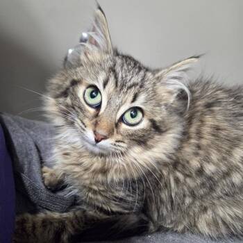 Domestic Long Hair Cats Available for Adoption - Fluffabelle (bonded To Floofington) | PetCurious