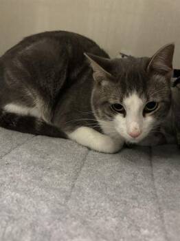 NICO -  Domestic Short Hair Cat for Adoption in Forney, Texas - NICO | PetCurious