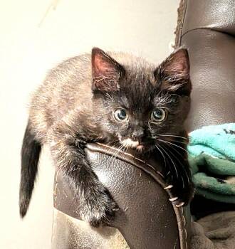 Soup Hart -  Domestic Short Hair Cat for Adoption in Somerset, Kentucky - Soup Hart | PetCurious