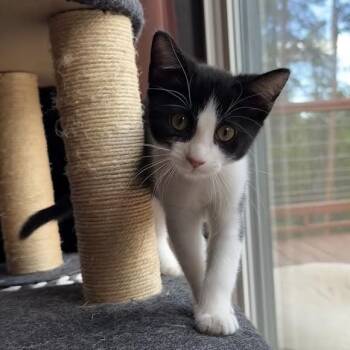 Stella McCatney Black -  Domestic Short Hair Cat for Adoption in Morrison, Colorado - Stella McCatney Black | PetCurious