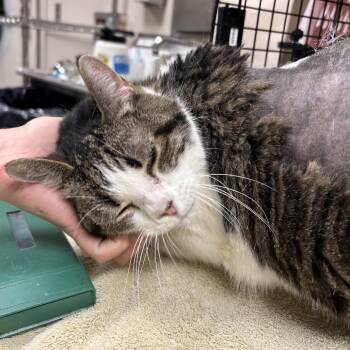 Harlee -  Domestic Short Hair Cat for Adoption in Reno, Nevada - Harlee | PetCurious