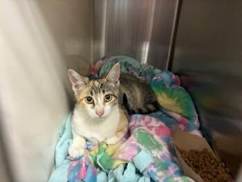 SWEETIE -  Domestic Short Hair Cat for Adoption in Colorado Springs, Colorado - SWEETIE | PetCurious