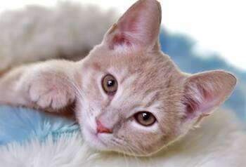 OLLIE -  Domestic Short Hair Cat for Adoption in Fort Lauderdale, Florida - OLLIE | PetCurious