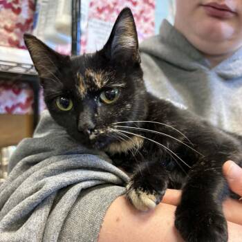 Coconut -  Domestic Short Hair Cat for Adoption in Toms Brook, Virginia - Coconut | PetCurious