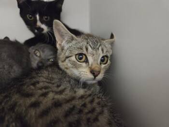 KAIT -  Domestic Short Hair Cat for Adoption in Kent, Washington - KAIT | PetCurious