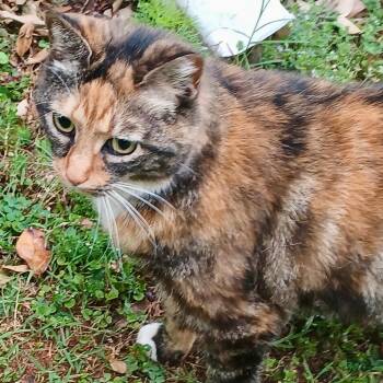 Tortoiseshell and Calico Cats Available for Adoption in Gastonia, North Carolina - Kiera | PetCurious