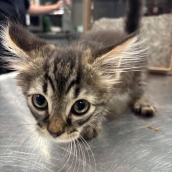 Parsley -  Domestic Short Hair Cat for Adoption in Greensboro, North Carolina - Parsley | PetCurious