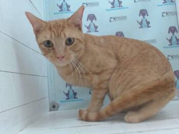 SNUGGLES -  Domestic Short Hair Cat for Adoption in Orlando, Florida - SNUGGLES | PetCurious