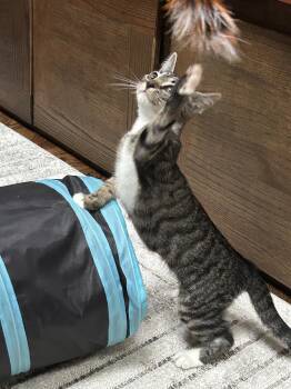 Holiday -  Domestic Short Hair Cat for Adoption in Trenton, New Jersey - Holiday | PetCurious