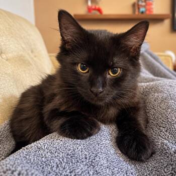 Leon -  Domestic Long Hair Cat for Adoption in Hopkinton, Massachusetts - Leon | PetCurious