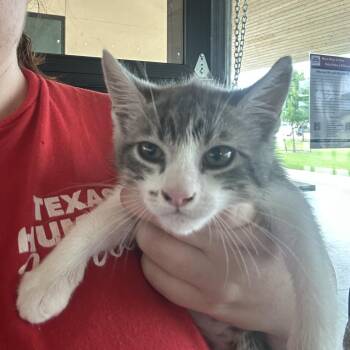 Gryffindora -  Domestic Short Hair Cat for Adoption in Leander, Texas - Gryffindora | PetCurious