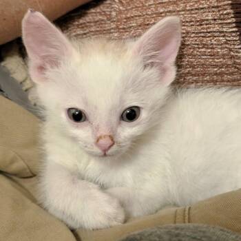Lightning McQueen Purcell -  Domestic Short Hair Cat for Adoption in Morrison, Colorado - Lightning McQueen Purcell | PetCurious