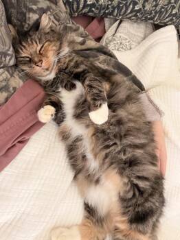 Domestic Medium Hair Cats Available for Adoption - Mama | PetCurious