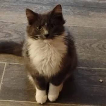 Domestic Long Hair Cats Available for Adoption - Zorro | PetCurious
