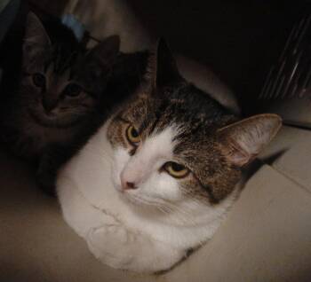 Rescue Domestic Short Hair Cats for Adoption in Mount Pleasant, Texas - Lil Bit | PetCurious