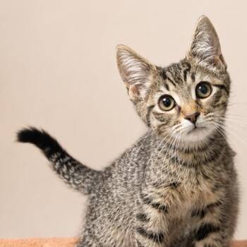 Purple Kingdom -  Domestic Short Hair Cat for Adoption in Fredericksburg, Virginia - Purple Kingdom | PetCurious
