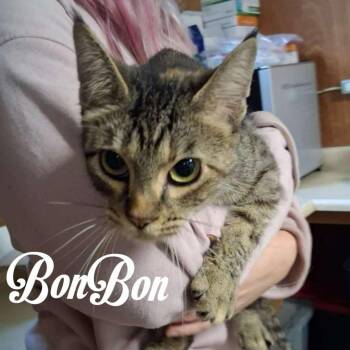 BonBon -  Domestic Short Hair Cat for Adoption in Hillsboro, Ohio - BonBon | PetCurious