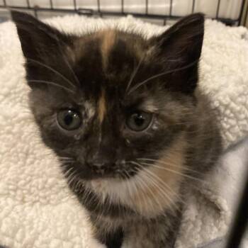 Domestic Short Hair Cats Available for Adoption in Carmel, Indiana - Sofia | PetCurious