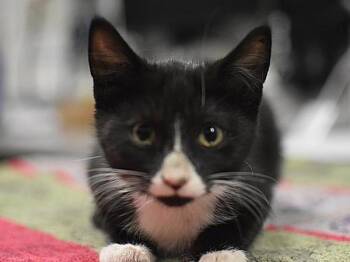 Jade -  Domestic Short Hair Cat for Adoption in Portland, Oregon - Jade | PetCurious