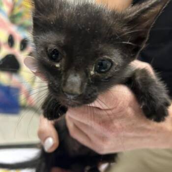 Cubby -  Domestic Short Hair Cat for Adoption in Lufkin, Texas - Cubby | PetCurious