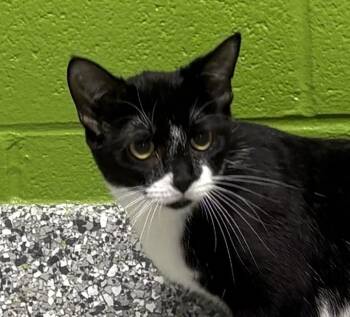 Sundae -  Domestic Short Hair Cat for Adoption in Jackson, Michigan - Sundae | PetCurious