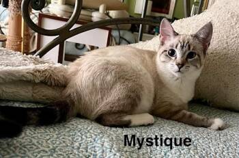 Mystique aka Misty -  Siamese Cat for Adoption in Tustin, California - Mystique Aka Misty | PetCurious
