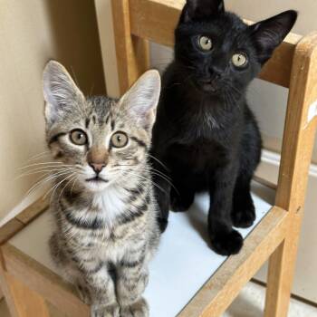 Chandler -  Domestic Short Hair Cat for Adoption in Wilsonville, Oregon - Chandler | PetCurious
