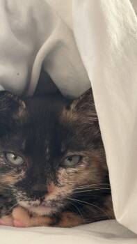 Roxie -  Domestic Medium Hair Cat for Adoption in Wilmington, North Carolina - Roxie | PetCurious