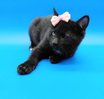 Patricia -  Domestic Short Hair Cat for Adoption in Springfield, Missouri - Patricia | PetCurious