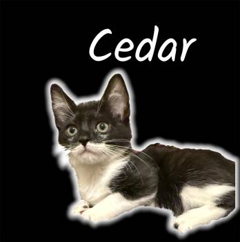 Cedar -  Domestic Short Hair Cat Available for Adoption in Auburn, California - Cedar | PetCurious