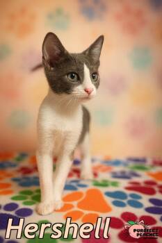 Rescue Domestic Short Hair Cats for Adoption in Douglasville, Georgia - Hershell | PetCurious