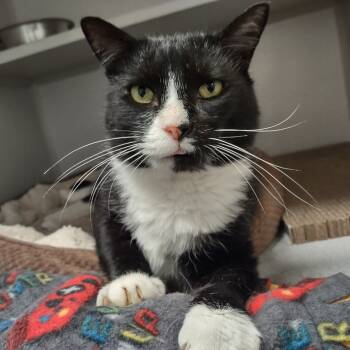 Rescue Domestic Short Hair Cats for Adoption in Washougal, Washington - Bernie | PetCurious