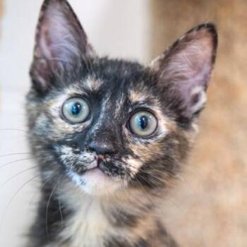 Rescue Domestic Short Hair Cats for Adoption in Newport Beach, California - Shelly | PetCurious