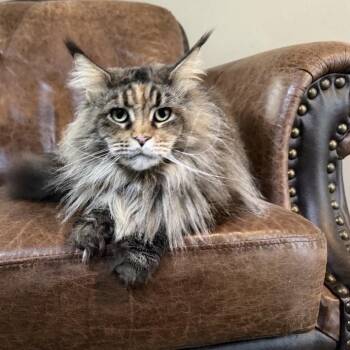 Sara (cat) -  Maine Coon Cat for Adoption in Dover, Arkansas - Sara (cat) | PetCurious