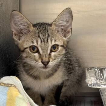 Zoomie -  Domestic Short Hair Cat for Adoption in Milton, Florida - Zoomie | PetCurious