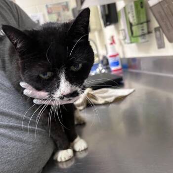 Jody -  Domestic Medium Hair Cat for Adoption in Asheville, North Carolina - Jody | PetCurious