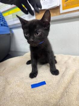 Rescue Domestic Short Hair Cats for Adoption in Camarillo, California - A873031 | PetCurious