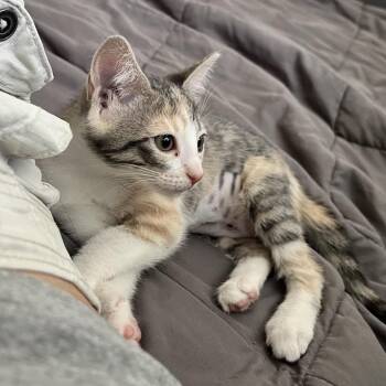 Pancake -  Domestic Short Hair Cat for Adoption in Houston, Texas - Pancake | PetCurious