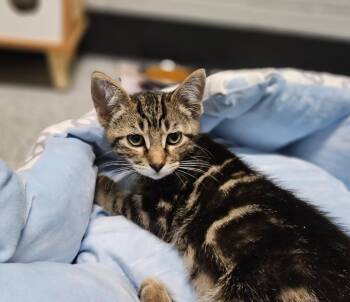 David -  Domestic Short Hair Cat for Adoption in Huntington, Indiana - David | PetCurious